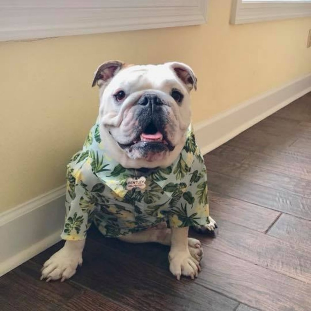 Meet your Posher, Taylor